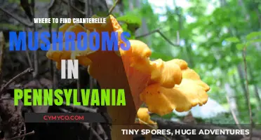 Exploring Pennsylvania's Chanterelle Hotspots: A Guide for Mushroom Enthusiasts