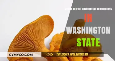 Exploring Washington State: A Guide to Chanterelle Mushroom Hotspots