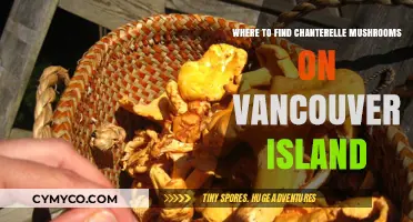 Exploring Vancouver Island: A Guide to Chanterelle Mushroom Hotspots
