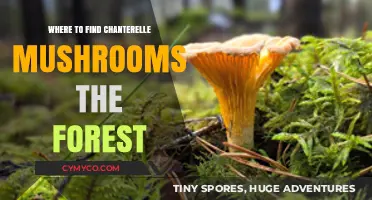 Exploring the Forest: A Guide to Chanterelle Mushroom Hunting