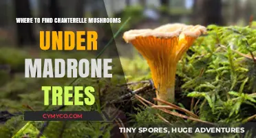 Exploring the Forest Floor: Chanterelles Beneath Madrone Canopies