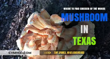 Exploring Texas Woodlands: A Guide to Chicken of the Woods Mushrooms