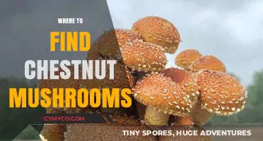 Exploring Nature's Bounty: A Guide to Chestnut Mushroom Foraging