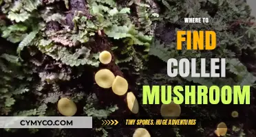 Exploring Nature's Bounty: A Guide to Finding Collei Mushrooms