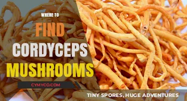Exploring Nature's Bounty: Where to Find Cordyceps Mushrooms
