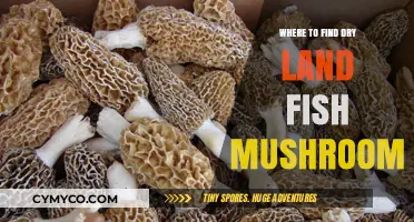 Exploring the Best Spots for Dry Land Fish Mushrooms
