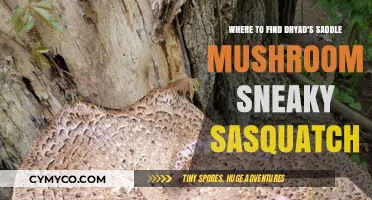 Exploring the Elusive Dryad's Saddle Mushroom: A Sneaky Sasquatch Guide