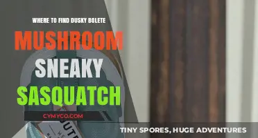 Exploring the Elusive Dusky Bolete and Sneaky Sasquatch: A Guide