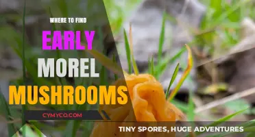 Discovering Nature's Bounty: A Guide to Early Morel Mushroom Foraging