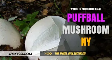 Exploring New York's Hidden Gems: Where to Find Edible Giant Puffball Mushrooms