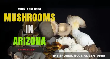 Exploring Arizona's Edible Mushroom Scene: A Guide to Safe Foraging