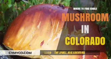 Exploring Colorado's Edible Mushroom Scene: A Guide to Safe Foraging