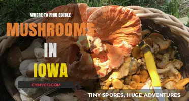 Exploring Iowa's Wild Edible Mushrooms: A Forager's Guide