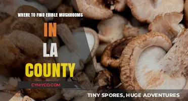 Exploring LA County: A Guide to Edible Mushrooms in the Wild