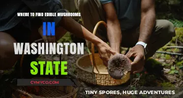 Exploring Washington State's Best Spots for Edible Mushrooms