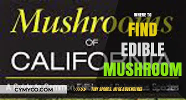 Exploring Nature's Bounty: A Guide to Finding Edible Mushrooms