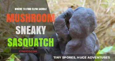 Exploring the Elusive Elfin Saddle Mushroom and Sneaky Sasquatch