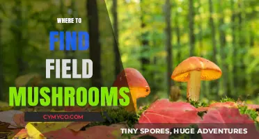 Exploring Nature's Bounty: A Guide to Finding Wild Mushrooms
