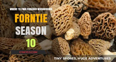 Exploring Nature's Bounty: Foraged Mushrooms for Season 10