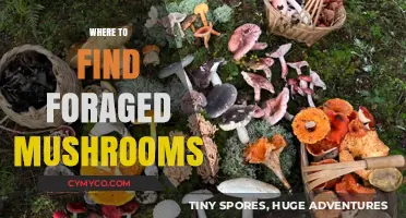 Exploring Nature's Bounty: A Guide to Foraging Wild Mushrooms