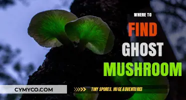 Exploring the Eerie: A Guide to Ghost Mushroom Habitats