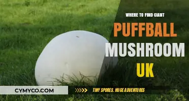 Exploring the UK: Top Spots for Giant Puffball Mushrooms