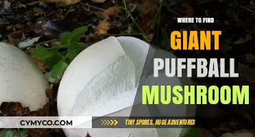 Exploring Nature's Bounty: A Guide to Locating Giant Puffball Mushrooms