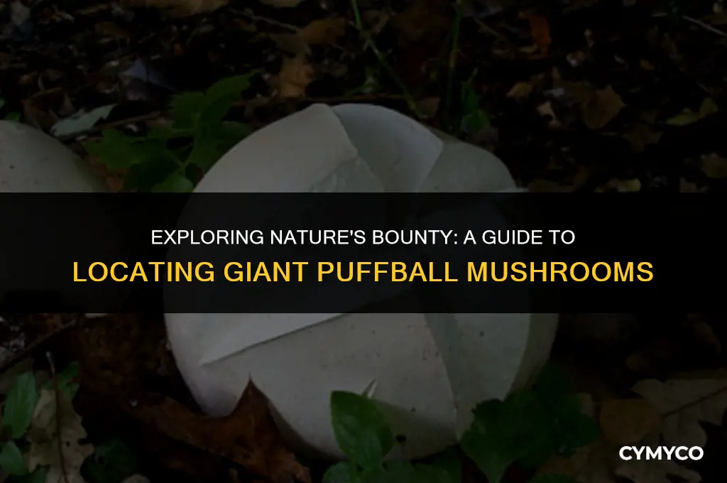 where to find giant puffball mushrooms