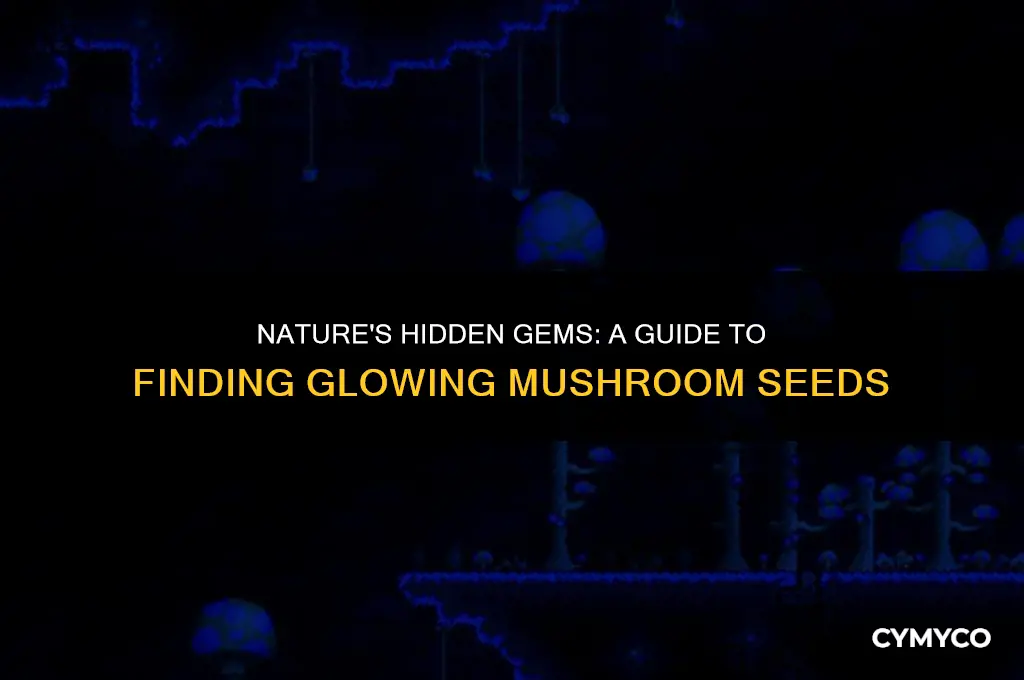 where to find glowing mushroom seeds
