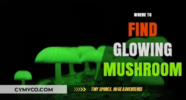 Nature's Bioluminescent Wonders: A Guide to Finding Glowing Mushrooms