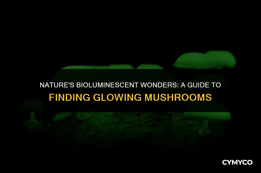 where to find glowing mushrooms