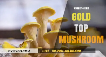 Unearthing Edible Treasures: A Guide to Locating Golden Top Mushrooms