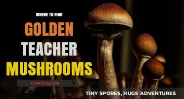 Exploring Nature's Bounty: A Guide to Golden Teacher Mushrooms