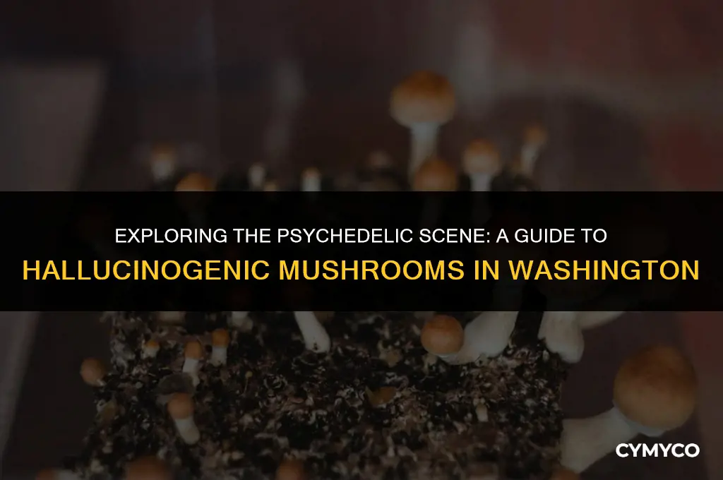 where to find hallucinogenic mushrooms in washington