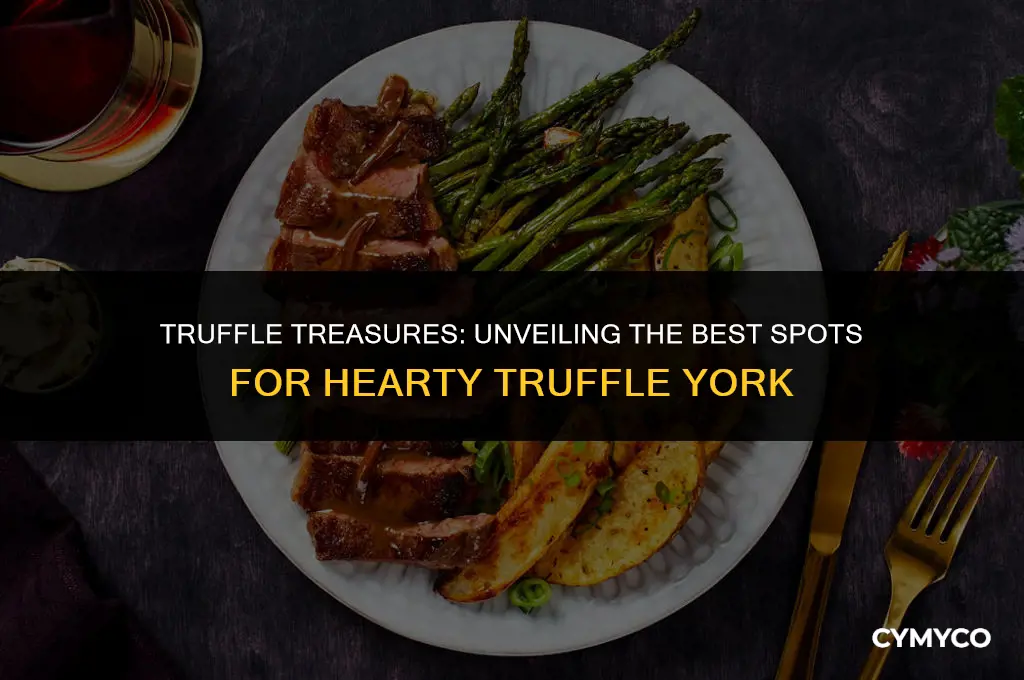 where to find hearty truffle york
