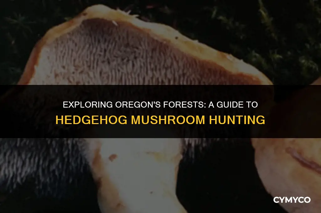 where to find hedgehog mushrooms in oregon