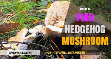 Exploring Nature's Bounty: A Guide to Hedgehog Mushroom Hunting
