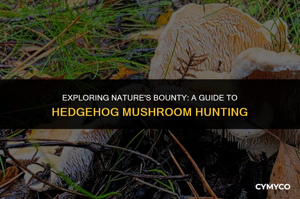 where to find hedgehog mushrooms