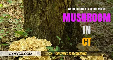 Discovering Hen of the Woods Mushrooms in Connecticut