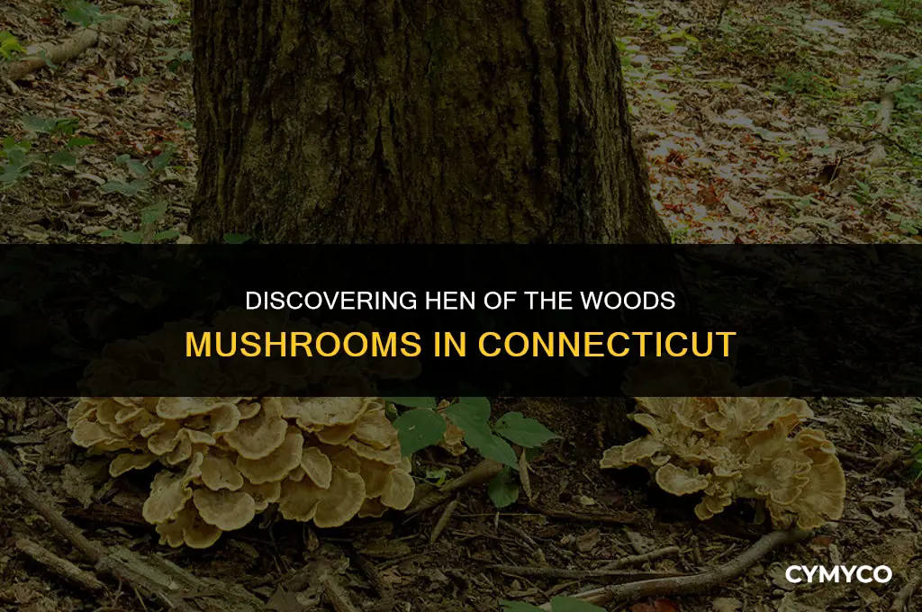 where to find hen of the woods mushrooms in ct