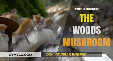 Discovering Hen of the Woods: Prime Locations for Foraging Success