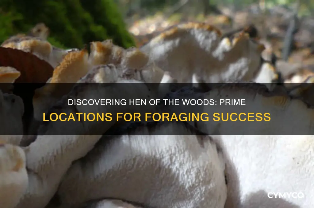 where to find hen of the woods mushrooms