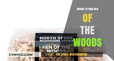 Discovering Hen of the Woods: Top Foraging Spots and Tips