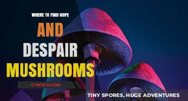 Exploring the Duality of Nature: Where Hope and Despair Mushrooms Thrive