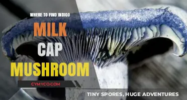 Exploring Nature's Bounty: Where to Find Indigo Milk Cap Mushrooms