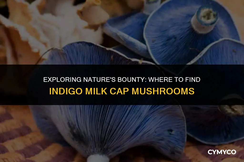 where to find indigo milk cap mushroom