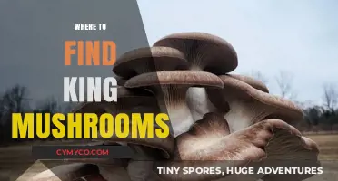 Discovering the Elusive King Mushroom: A Forager's Guide