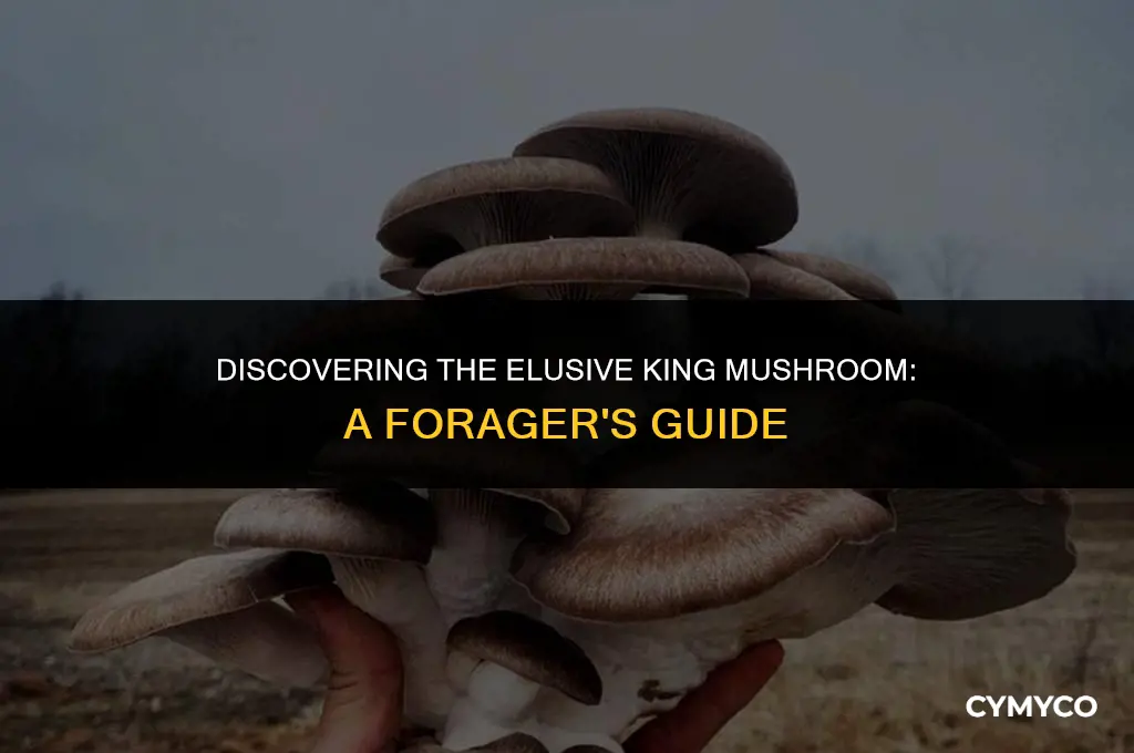 where to find king mushrooms