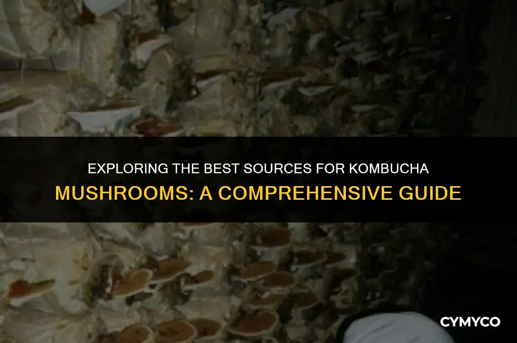 where to find kombucha mushroom