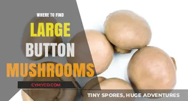 Exploring Nature's Bounty: A Guide to Finding Large Button Mushrooms